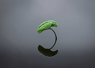 Wonderful lotus leaves