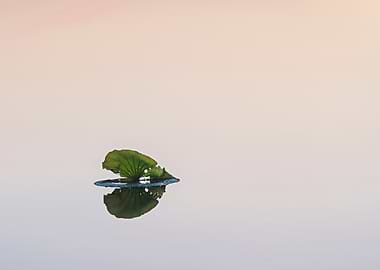 Wonderful lotus leaves