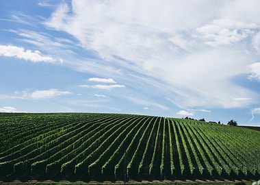 Vineyard