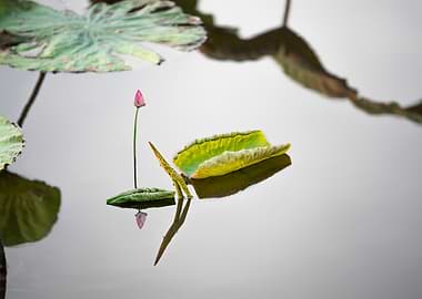 Lotus buds and leaves