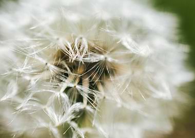 Dandelion Up Close