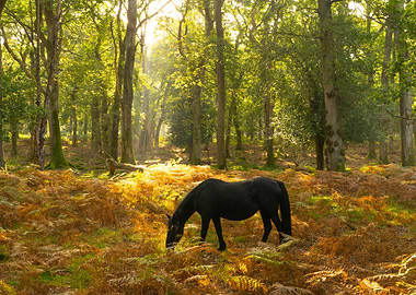 Autumn in the Forest
