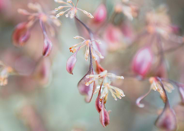 Delicate in the Wind