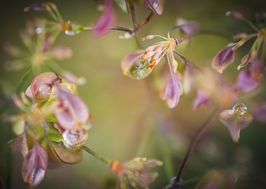 Raindrops on Flowers