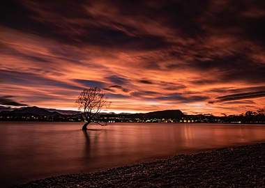 That Wanaka Tree