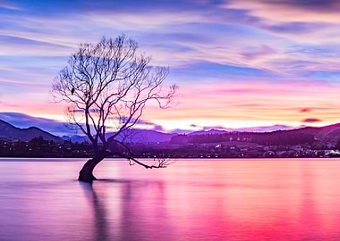 That Wanaka Tree