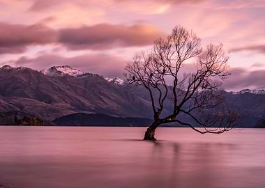That Wanaka Tree