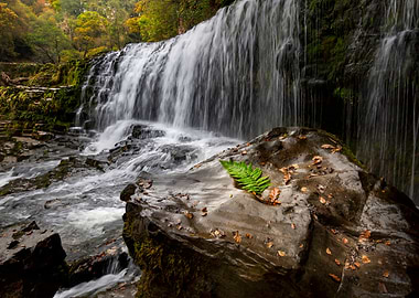 Rock fern and waterfall