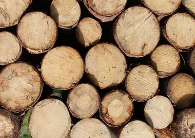 Wooden cut tree trunk