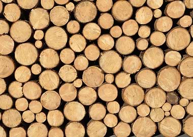 Wooden cut Trees nature