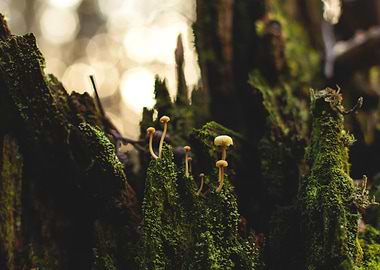 Fungi Family Portrait