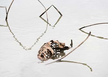 Beautiful remnants of lotu