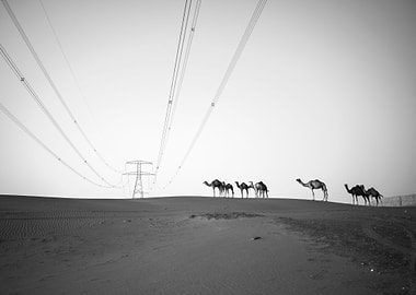 Camels crossing