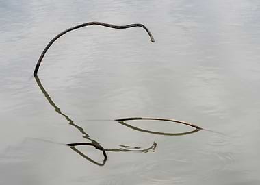 Beautiful remnants of lotu