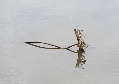 Beautiful remnants of lotu