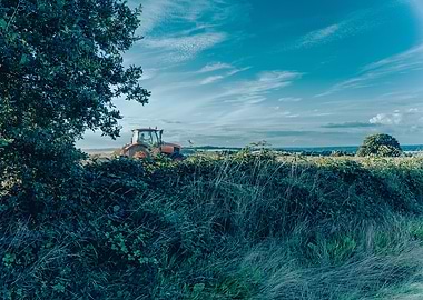 Hiding from the farmer