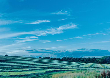 Mowed fields