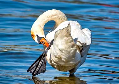 Mute swan