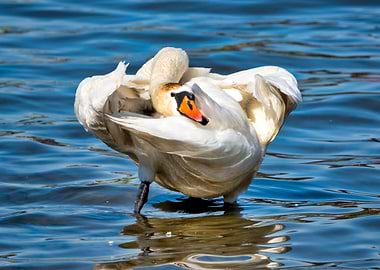 Mute swan