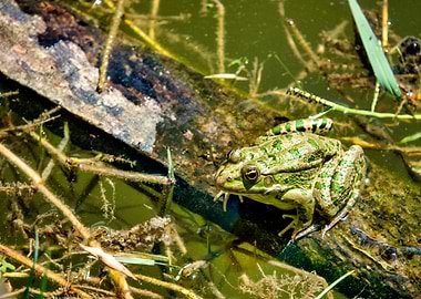 Caucasian parsley frog