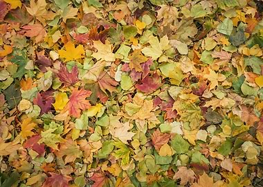 Autumn colorful foliage