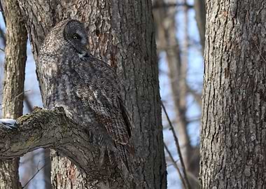 Can you find the owl