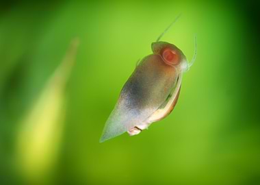 Aquascaping Animal snails