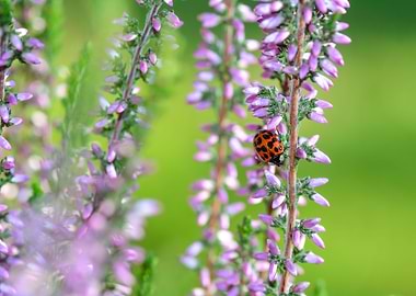 Ladybird on purple flower
