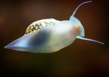 Aquascaping Animal snails