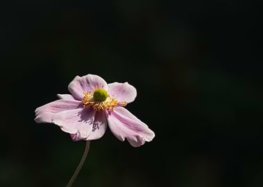 Pink Hubei Anemone