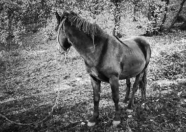 Waiting by the forest