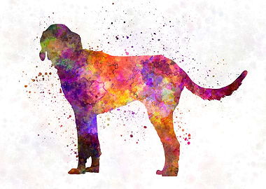 Billy dog in watercolor