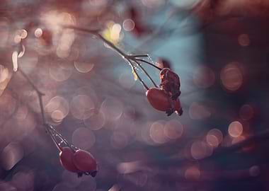 Autumn wild rose, macro