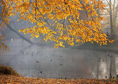 Autumn foggy lake in park