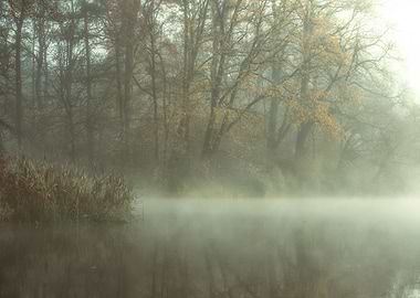 Autumn foggy lake in park