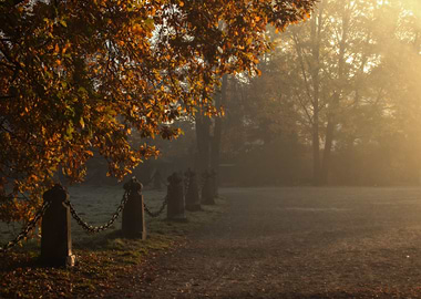 Autumn alley among trees