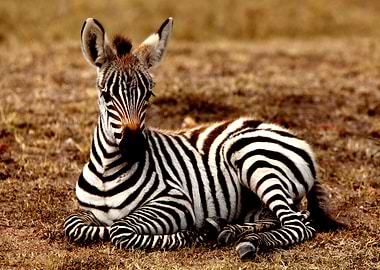 Zebra