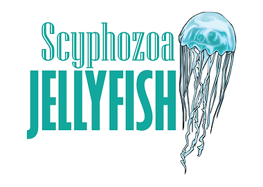 Scyphozoa Jellyfish