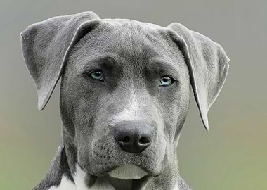 Gray dog