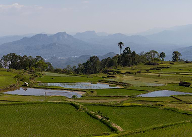 Toraja rice terraces