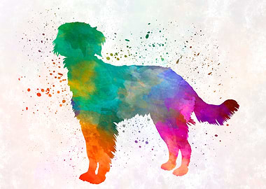 Blue Picardy Spaniel dog