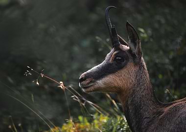 Chamois