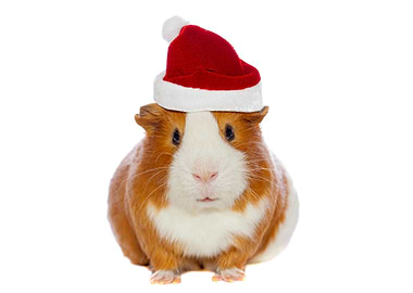 Christmas Guinea pig