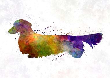 Dachshund Long Haired