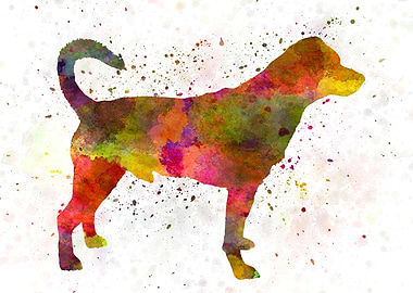 Danish swedish farmdog