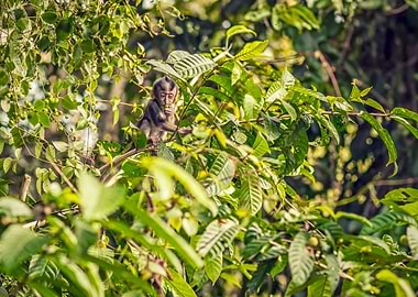 Baby monkey in a tree