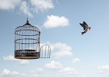 A bird flying to freedom