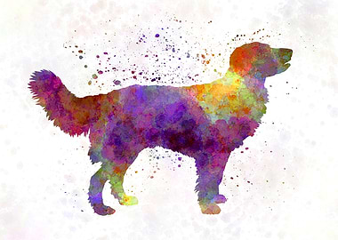 Drentsche Partridge Dog