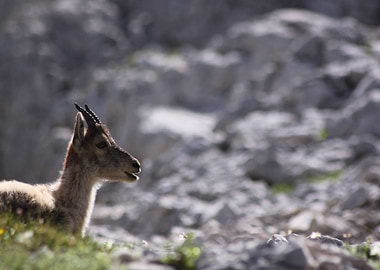 Bouquetin Ibex