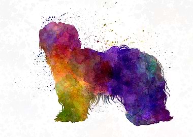 Dutch Shapendoes dog